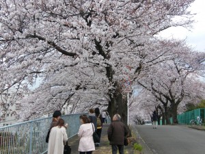 みんなでお花見、元フルーツパークの前の、桜のトンネル